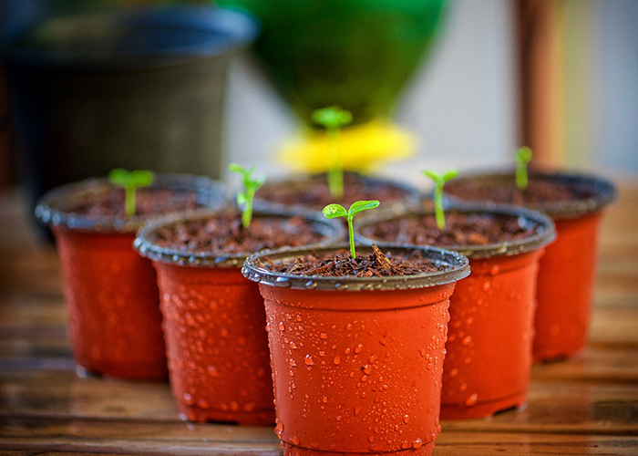 horticulturizate-taller-de-foret_centro-juvenil-carabanchel_Yuzin-carabanchel