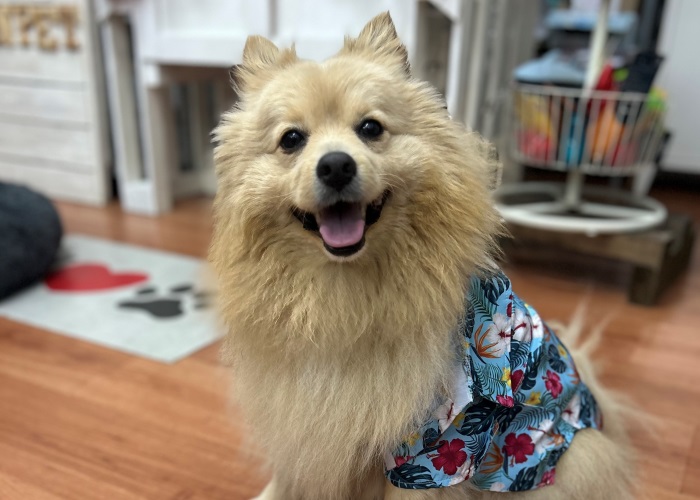 Carabanpet Ocio & Bienestar Animal - Yuzin Carabanchel
